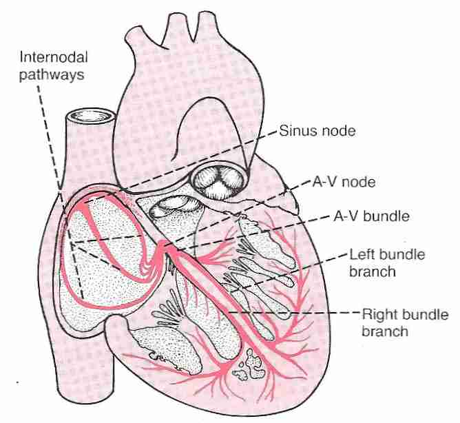 Heart electrical conduction